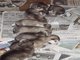 Alaskan malamute cachorros macho y hembra