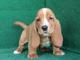 Basset hound, unos cachorros esplendidos