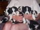 Bearded collie cachorros macho y hembra