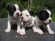 Boston terrier cachorros disponibles