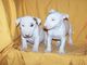 Bull terrier cachorros busca un casa