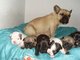 Cachorritos de bulldog frances nacidos(2-11-2012)