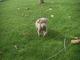 Cachorro weimaraner