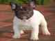 Cachorros de bulldog francés en miniatura - Foto 1