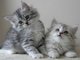 Dos gatitos de siberia a la venta