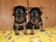 Los mejores cachorros de calidad Yorkie Para Adopción - Foto 1