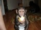 Mono de dos bebé chimpancé para adopción
