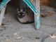 Regalo gatina siamesa - Foto 2