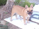 Semental bulldog frances - Foto 1