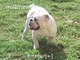 Semental bulldog ingles - Foto 2