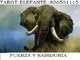 Tarot elefante la linia de fuerza y sabiduria 806501115 - Foto 2