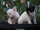 Bulldog frances para adopciones - Foto 1