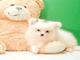 Cachorros Pomeranian lindo y cariñoso para la venta - Foto 1