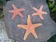 Estrella de mar natural disecada mexico - Foto 1