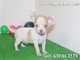 Perritos chihuahuas toy,mira tu cachorro por nuestra webcam - Foto 1