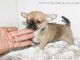 Perritos chihuahuas toy,mira tu cachorro por nuestra webcam - Foto 2