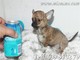 Perritos chihuahuas toy,mira tu cachorro por nuestra webcam - Foto 3