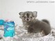 Perritos chihuahuas toy,mira tu cachorro por nuestra webcam - Foto 4