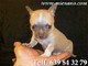 Perritos chihuahuas toy,mira tu cachorro por nuestra webcam - Foto 5