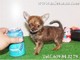 Perritos chihuahuas toy,mira tu cachorro por nuestra webcam - Foto 6