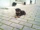 Último cachorro de rottweiler - Foto 1