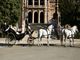 Alquiler de Coches de caballos para bodas y eventos en Sevilla - Foto 5