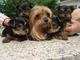 Cachorritos de yorkshire terrier