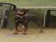 Dobermann hembra - Foto 1