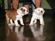 Dos bulldog inglés cachorros disponibles