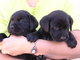 Labradores retriever negros con pedigree l.o.e