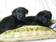 Labradores retriever negros con pedigree L.O.E - Foto 2