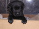 Labradores retriever negros con pedigree L.O.E - Foto 3