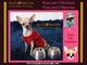 Ropa para perros Chihuahua, moda canina para perros chihuahua - Foto 1