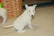 Hermosos cachorros bull terrier