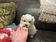 Buenas mira cachorros maltés para la venta