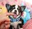 Cachorritos de chihuahua super miniatura - Foto 1
