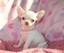 Cachorritos de chihuahua super miniatura - Foto 2