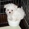 Lindos perros bichon maltes