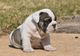 Lindos perros Bulldog ingles - Foto 1