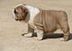 Lindos perros Bulldog ingles - Foto 2
