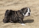 Lindos perros Bulldog ingles con pedigree - Foto 1