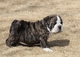 Lindos perros bulldog ingles con pedigree