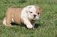 Lindos perros Bulldog ingles con pedigree - Foto 2