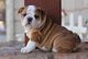 Regalo bulldog ingles, fascinantes y baratos