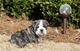 Regalo Cachorros bulldog ingles inscritos en la LOE - Foto 2