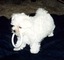 Regalo preciosos cachorros de bichon maltes con pedigree