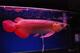 Asia Arowana peces rojos y otros - Foto 1