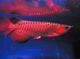 Asia arowana peces rojos y otros: