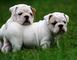 Excelentes cachorros de Bulldog Inglés - Foto 1