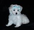 Regalo Cachorros Bichon Maltes Miniaratura Macho y Hembra? - Foto 1